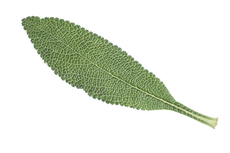 Macro closeup of single fresh black sage Salvia mellifera leaf isolated on whiteの写真素材