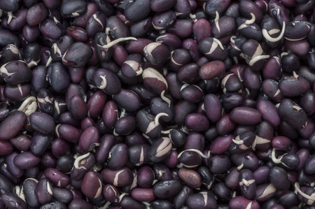 Closeup pile of black turtle beans sprouting rootsの写真素材