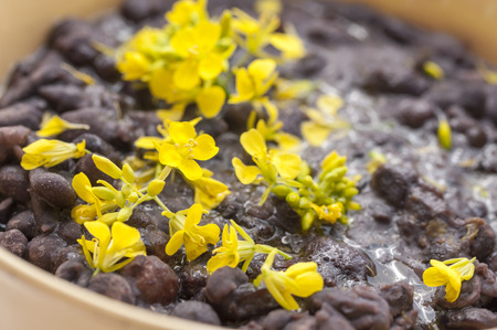 Macro closeup of yellow mustard flowers garnish in bowl of cooked black beansの写真素材