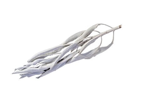 Dry branch of white sage Salvia apiana medicinal herb isolated on white backgroundの写真素材