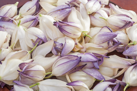 Closeup of pile of fresh picked chaparral yucca Hesperoyucca whipplei flowersの写真素材