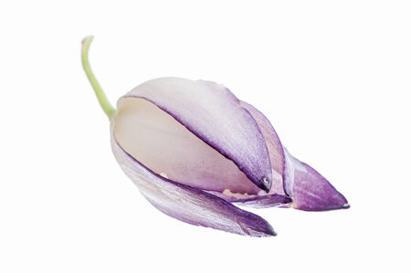 Macro closeup of fresh picked chaparral yucca Hesperoyucca whipplei flower isolated on white backgroundの写真素材