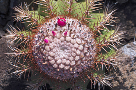 Closeup of pink edible fruit of Turkの写真素材