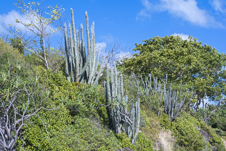 Typical subtropical vegetation found on Caribbean island of Isla Culebra in Puerto Ricoの写真素材
