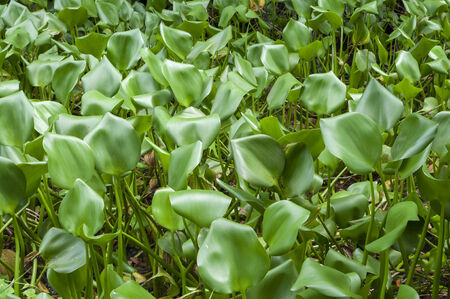 Thick growth of wild growing Eichhornia crassipes water hyacinths in shallow marsh in Chetumal, Mexicoの写真素材