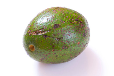 Large ripe green smooth skin avocado from southern Mexico on white backgroundの写真素材