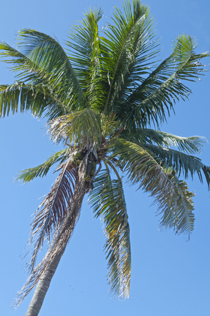 Cocos nucifera coconut tree with blue sky backgroundの写真素材
