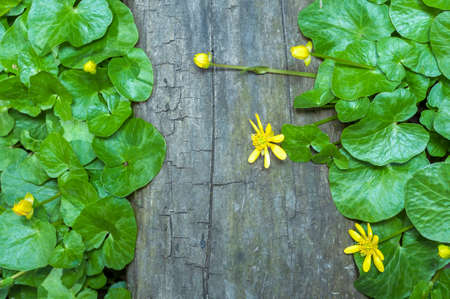 Closeup of beautiful crisp lush green foliage with yellow flowers border wooden log in forest
