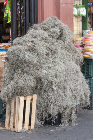 TIJUANA, MEXICO - NOVEMBER 13, 2014: Large pile of fresh Tillandsia usneoides Spanish moss for sale in front of market in Tijuana, Mexico to meet consumer demands during the Christmas seasonのeditorial素材