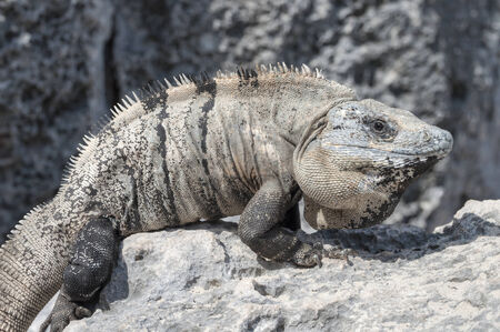 Big wild iguana sunbathing on limestone rock on a beach in Tulum, Mexicoの写真素材