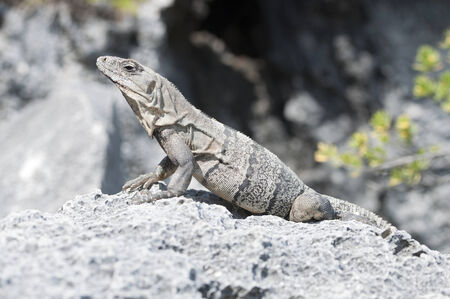 Medium size iguana sunbathes on gray limestone rock on beach in Tulum, Mexicoの写真素材