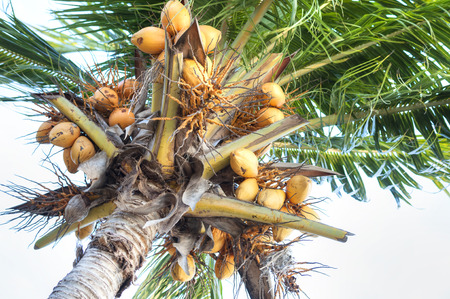 Low angle view of coconut palm full of plenty of ripe fruitの写真素材