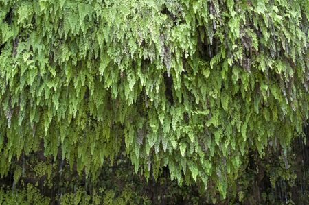 Background of green tropical ferns growing from wall and ceiling of shady cavernの写真素材