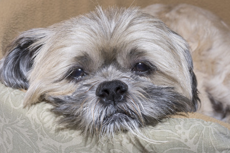 Closeup of mature Lhasa Apso dog with sad sleepy look in eyes and messy beardの写真素材