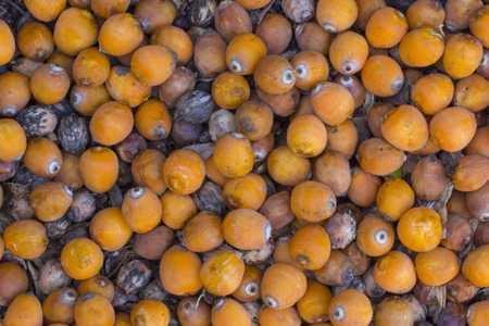 Scattered edible ripe fruits of Syagrus romanzoffiana queen palm lying on groundの写真素材