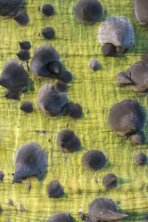 Closeup of green trunk studded with sharp thorns of Ceiba speciosa silk floss treeの写真素材