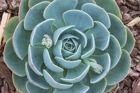 Macro closeup top view budding Echeveria succulent with beautiful blue green leaves and young flower budsの写真素材