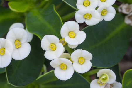 Macro closeup of beautiful cluster of white flowers blooming on Euphorbia milii crown of thorns succulentの写真素材