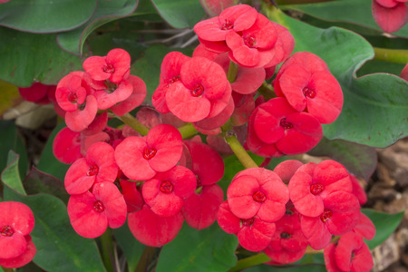 Macro closeup of beautiful cluster of red flowers blooming on Euphorbia milii crown of thorns succulentの写真素材
