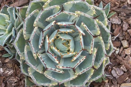 Closeup top view spiny pattern of green and yellow variegated thorny leaves of agave Kichi Sokan cactusの写真素材