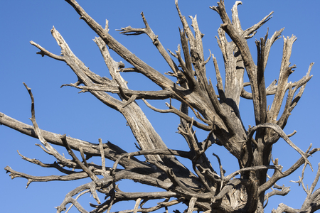 Closeup of dead barren branches of deceased old tree in desert under clear blue skyの写真素材