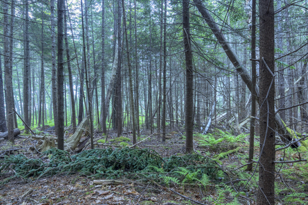 Interior of dense pine forest with fallen trees and branches in coastal Maine of northeastern United States under dreary fogの写真素材