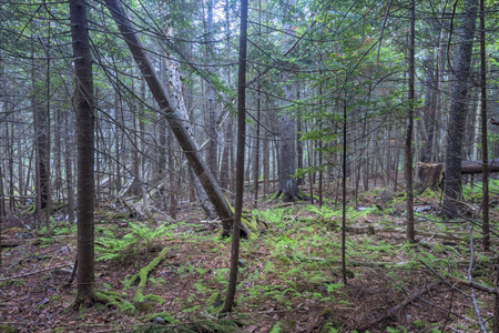 Interior of dense forest with tall pines, fallen pines, ferns and moss in coastal Maine of the northeastern United Statesの写真素材