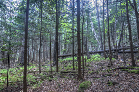 Inside densely wooded pine forest with fallen timber and ferns on ground in coastal Maine of northeastern United Statesの写真素材