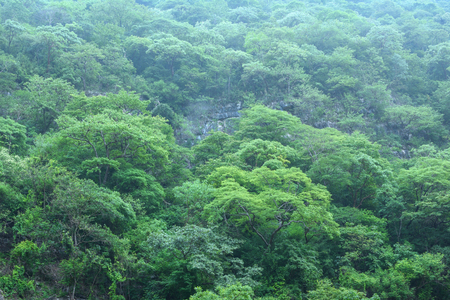 Deep green jungle landscape covering steep cliff in Chiapas, Mexico with light fog hovering aboveの写真素材