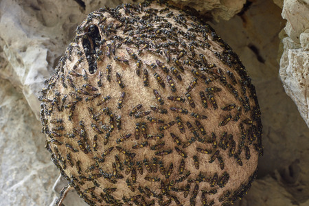 Big paper wasp nest covered with wasps hangs on cliff wall in tropical environment in Chiapas, Mexicoの写真素材