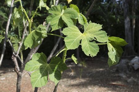 Deep green leaves of endemic Cnidoscolus aconitifolius chaya tree growing in Yucatan, Mexico jungleの写真素材