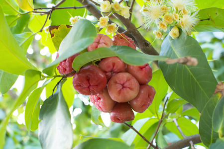 Cluster of ripe red Syzygium jambos wax apples growing on tree in Brazilの写真素材