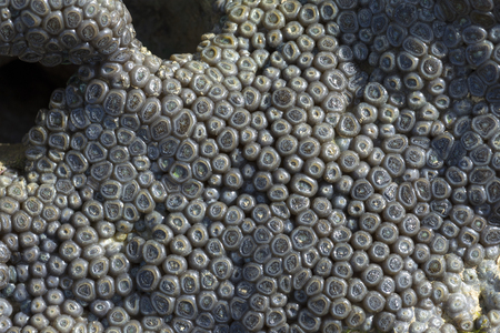 Macro closeup detail of living gray coral exposed at low tide on reef on Brazil's northeast coastの写真素材