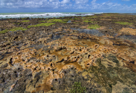 Wide angle barrier reef covered in algae and live coral with tide pools at low tide under sunny sky off shore of Maceio, Alagoas, Brazilの写真素材