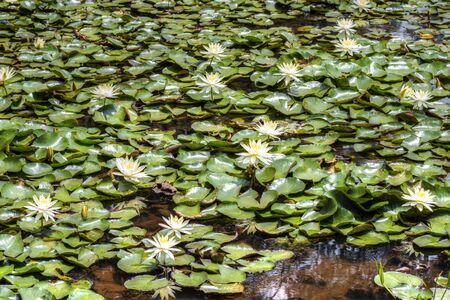 Blooming yellow Nymphaeaceae water lilies on shallow pond under sunny skyの写真素材
