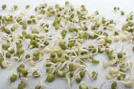 Closeup Vigna radiata mung bean sprouts scattered on white fabricの写真素材