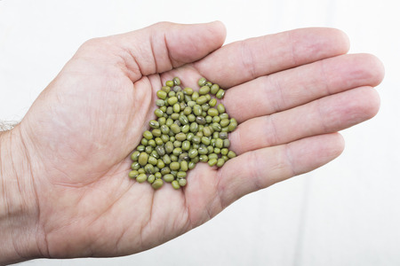 Closeup high angle shot of Caucasian hand holding whole raw Vigna radiata mung beans on white backgroundの写真素材