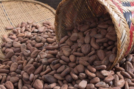 Closeup of pile of fresh raw Theobroma cacao cocoa beans from spilled native American woven basket and sifterの写真素材