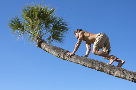 Muscular shirtless Caucasian man climbs leaning trunk of Thrinax radiata Florida thatch palm under clear blue skyの写真素材