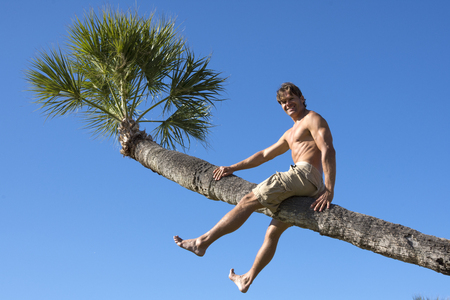Handsome muscular Caucasian man sits shirtless on leaning native Thrinax radiata Florida thatch palm under sunny blue skyの写真素材