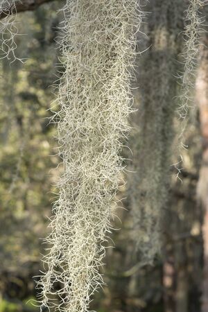 Closeup Tillandsia usneoides Spanish moss hanging from tree branchesの写真素材