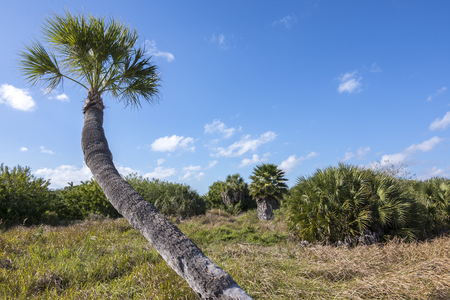Landscape scenic with thatch palms, trees and grasses on Tierra Verde island on gulf coast of Florida on sunny dayの写真素材
