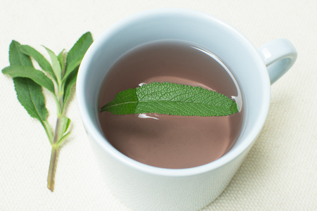 Single leaf of Salvia mellifera black sage floats in cup of hot water with green sage branch along sideの写真素材