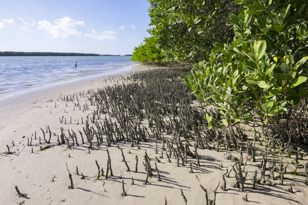 Finger-like pneumatophores of Avicennia germinans black mangrove trees rising above mud at low tide on Tierra Verde island on Florida's gulf coastの写真素材