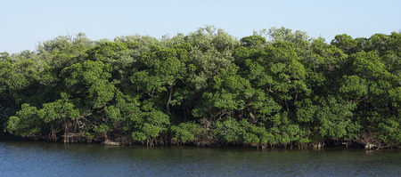 Beautiful panoramic of healthy lush mangrove forest on edge of water in quiet bay in St. Petersburg, Florida under sunny blue skyの写真素材