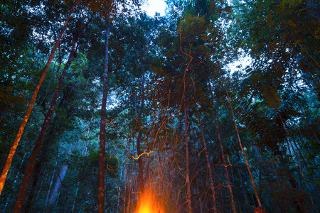 Glowing orange embers shoot up from campfire burning in dense tropical rainforest at duskの写真素材