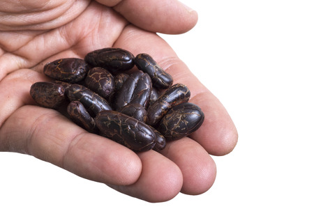 Closeup of open hand holding pile of raw dark Theobroma cacao beans on white backgroundの写真素材