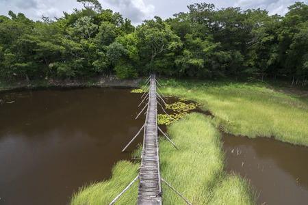 Wide angle primitive wooden bridge extending over tropical savannah swamp surrounded by dense tropical forest in Campeche, Mexicoの写真素材