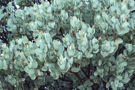 Gray green branches of budding Arctostaphylos glauca big berry manzanita bush with budding flower spikes in native environmentの写真素材