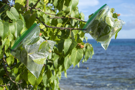 Plastic ziplock evapotranspiration bags hang on ends of portia tree branches on Caribbean island to collect fresh drinking waterの写真素材